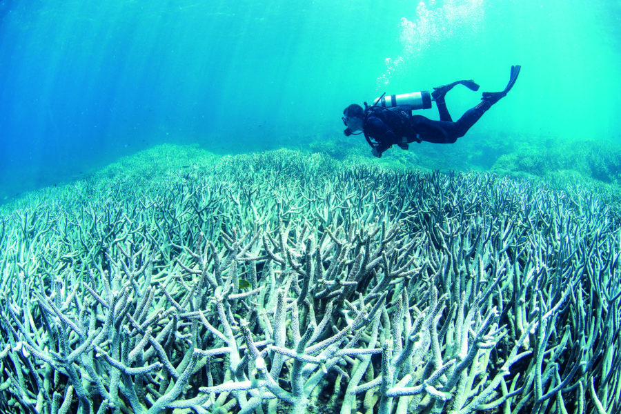 submarinista gran barrera de coral