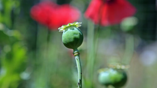 narcotráfico méxico amapola flor capullo